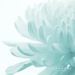 ONORANZE FUNEBRI LANZANI - CRISANTEMI Close up di un crisantemo