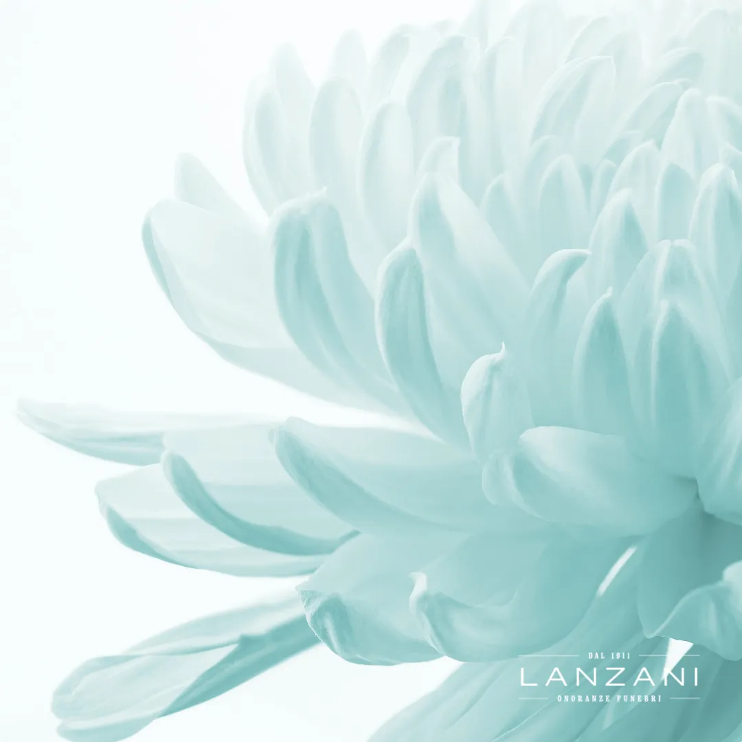 ONORANZE FUNEBRI LANZANI - CRISANTEMI
Close up di un crisantemo